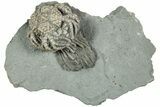 Fossil Crinoid (Platycrinites) - Indiana #232240-1